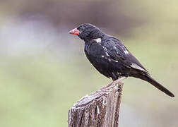 Red-billed Buffalo Weaver