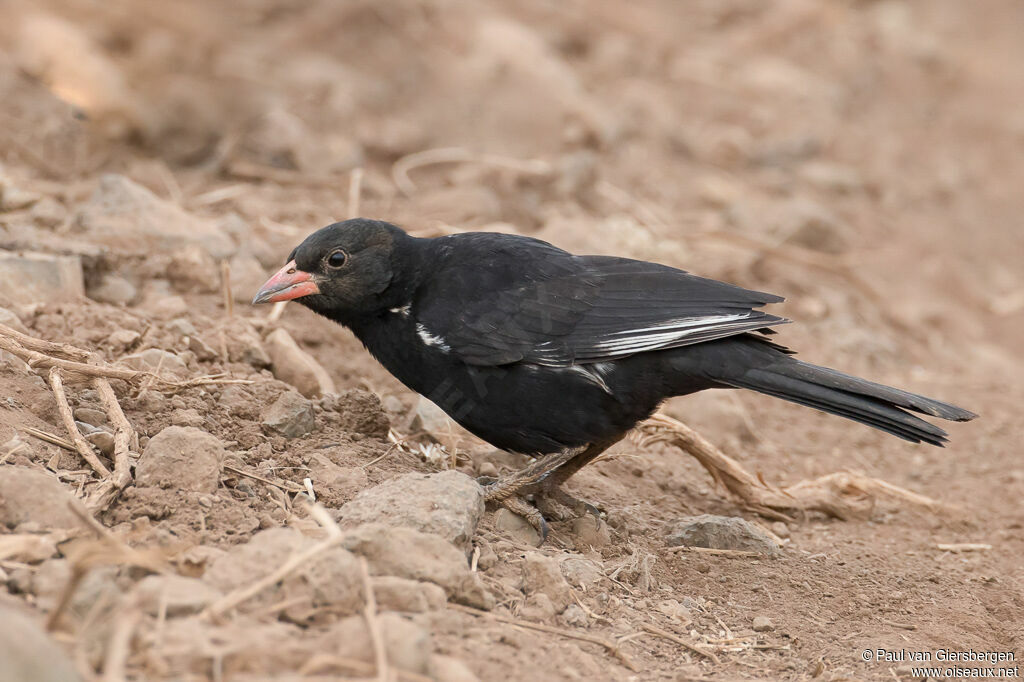 Red-billed Buffalo Weaver male adult