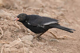 Red-billed Buffalo Weaver