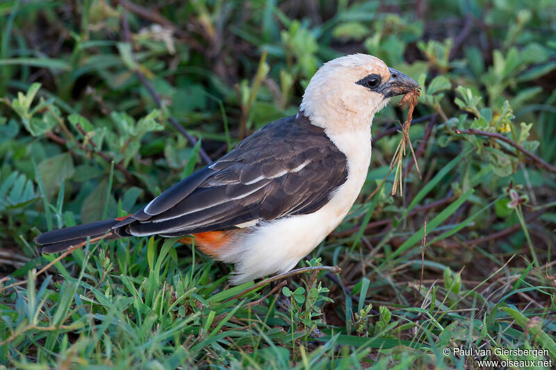 White-headed Buffalo Weaveradult