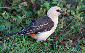 White-headed Buffalo Weaver