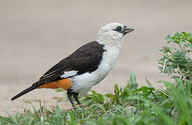 White-headed Buffalo Weaver