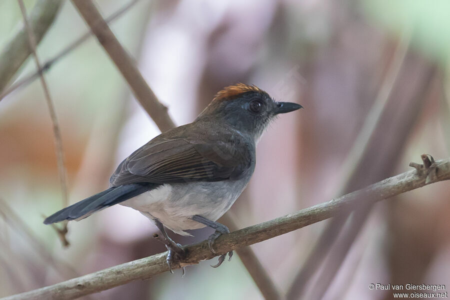 White-tailed Aletheadult