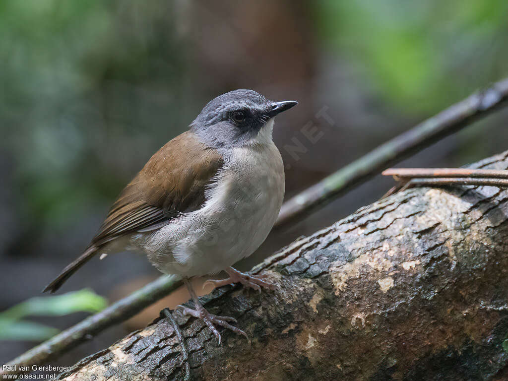 Brown-chested Aletheadult