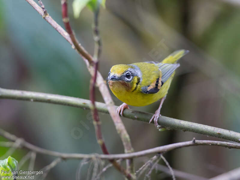 Black-eared Shrike-babbleradult, Behaviour