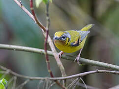 Black-eared Shrike-babbler