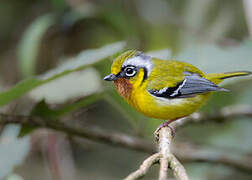 Black-eared Shrike-babbler