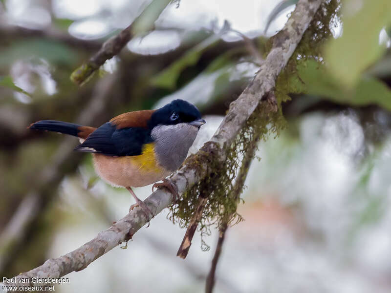 Black-headed Shrike-babbleradult, identification