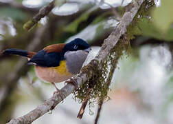 Black-headed Shrike-babbler