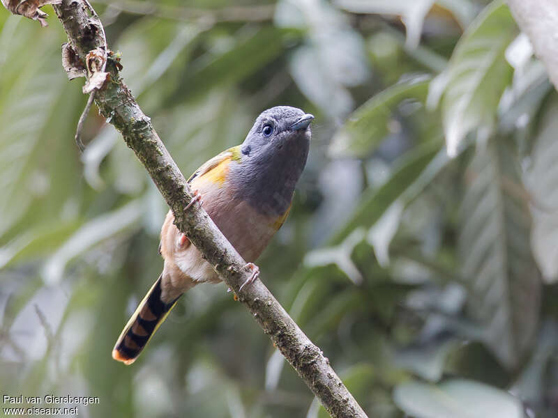 Allotrie à ventre rouxjuvénile, identification