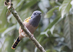 Black-headed Shrike-babbler