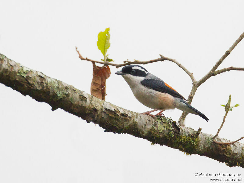 Blyth's Shrike-babbler