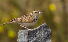 Indian Bush Lark