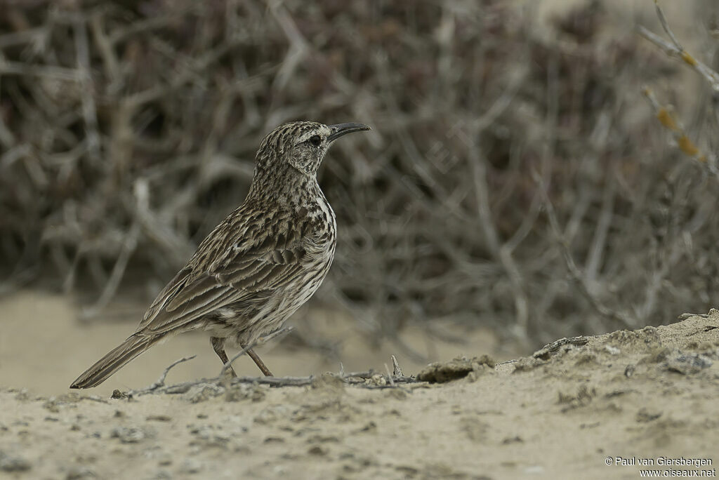 Cape Long-billed Larkadult