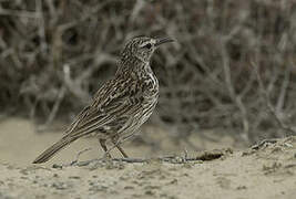 Cape Long-billed Lark