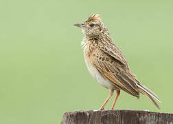 Rufous-naped Lark