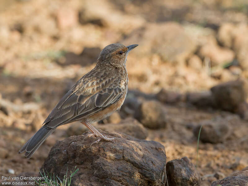 Pink-breasted Lark