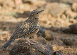 Pink-breasted Lark