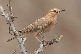 Pink-breasted Lark