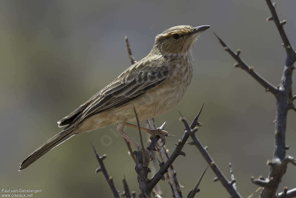 Pink-breasted Larkadult, identification