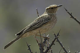 Pink-breasted Lark