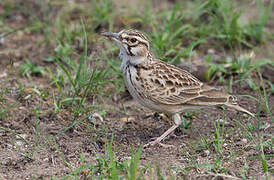 Short-tailed Lark