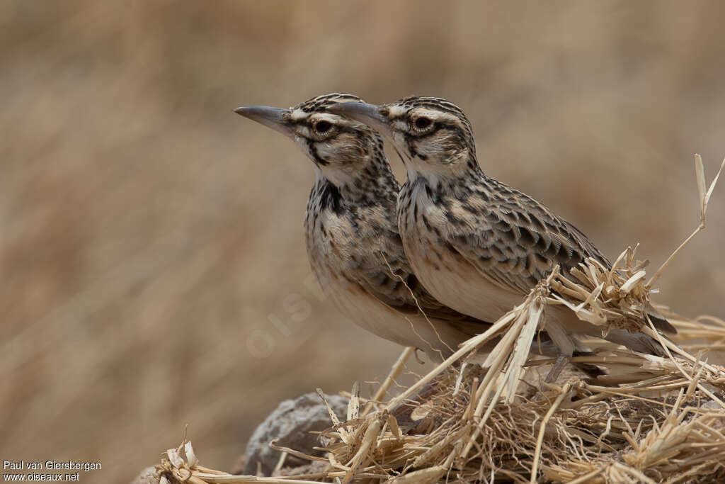 Short-tailed Larkadult