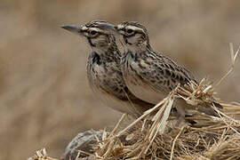 Short-tailed Lark