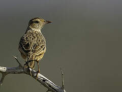 Flappet Lark