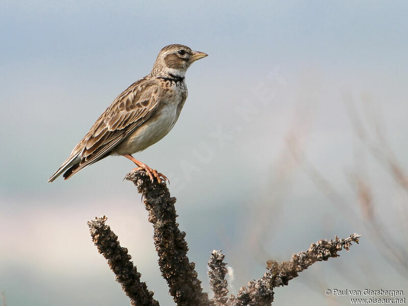 Calandra Lark