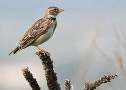 Calandra Lark