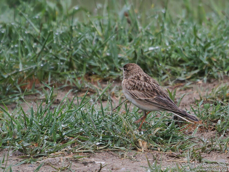 Greater Short-toed Lark