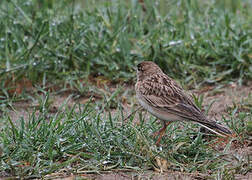 Greater Short-toed Lark