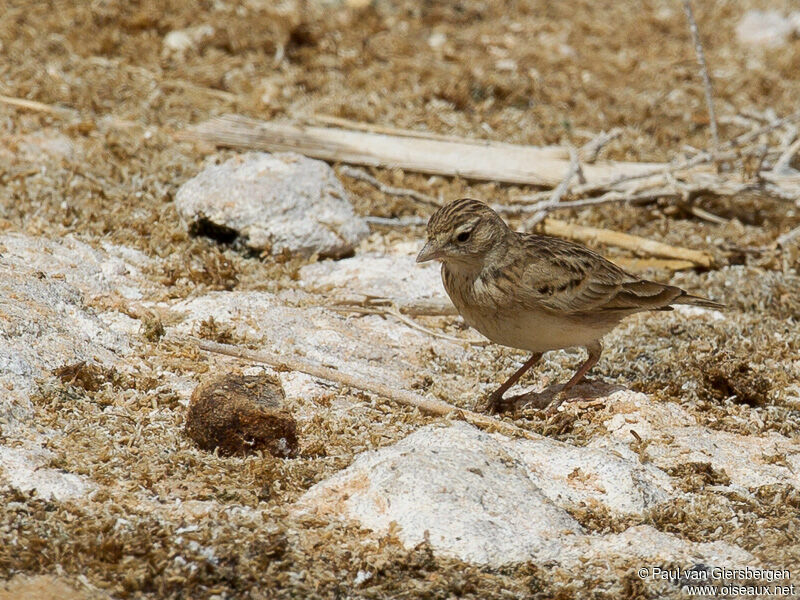 Greater Short-toed Lark