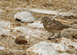 Greater Short-toed Lark