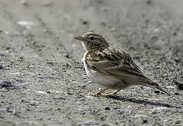 Greater Short-toed Lark