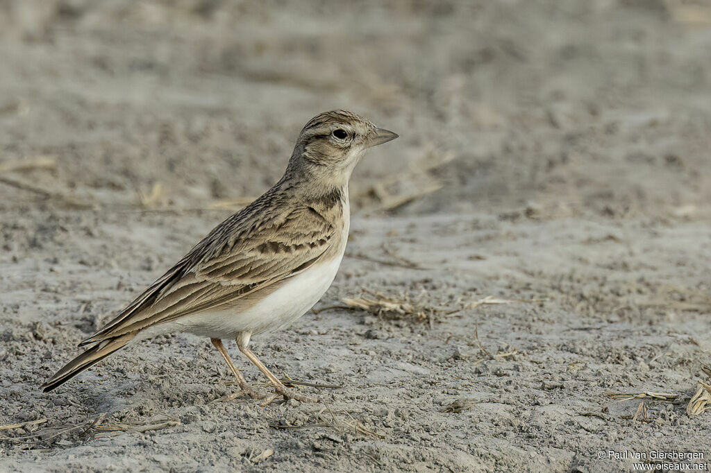 Alouette calandrelleadulte