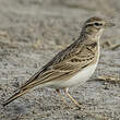 Alouette calandrelle