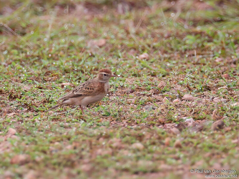 Red-capped Lark