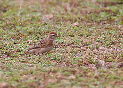 Red-capped Lark