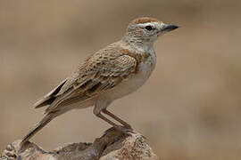 Red-capped Lark