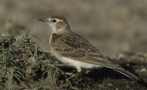 Red-capped Lark