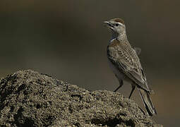 Red-capped Lark