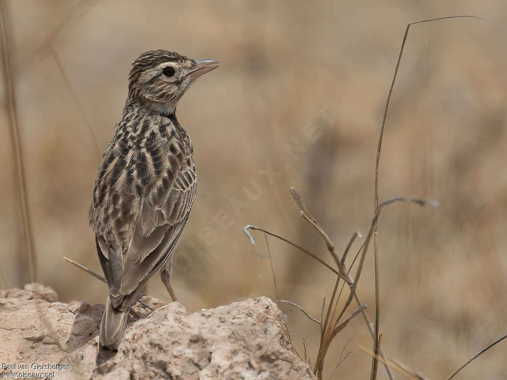 Athi Short-toed Larkadult, pigmentation