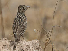 Athi Short-toed Lark