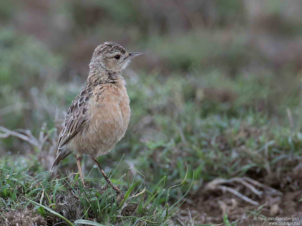 Beesley's Larkadult