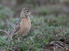 Beesley's Lark