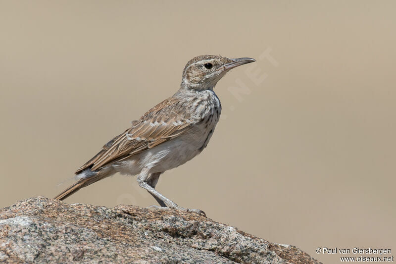 Benguela Long-billed Lark