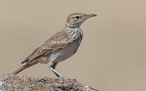 Benguela Long-billed Lark