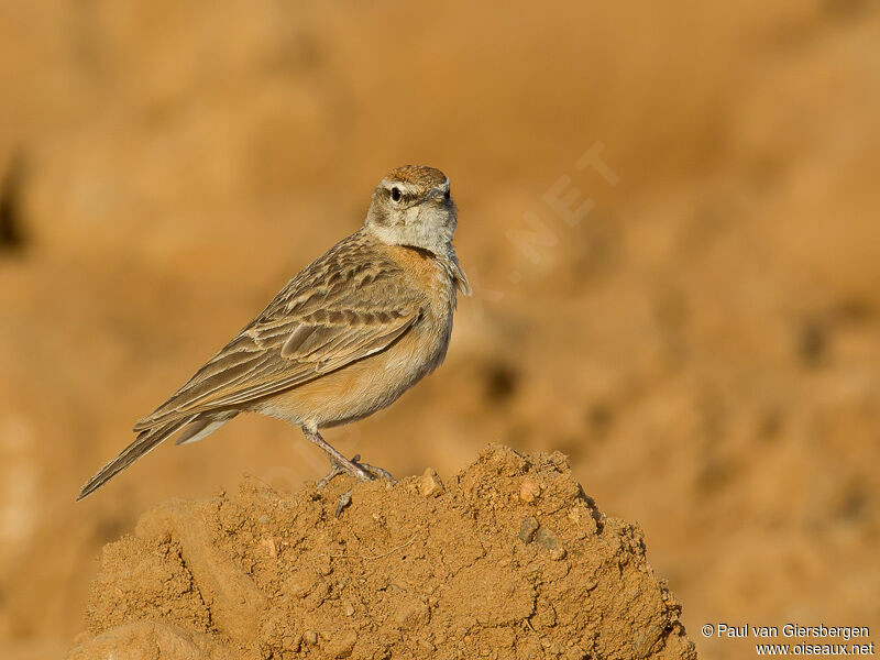 Blanford's Lark